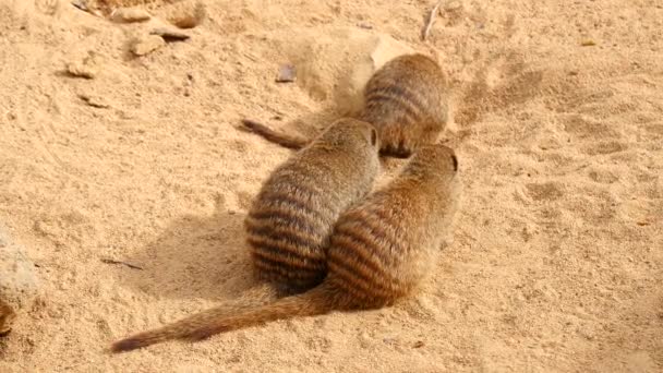 Şeritli Firavun faresi ailesi, Mungos mungo — Stok video