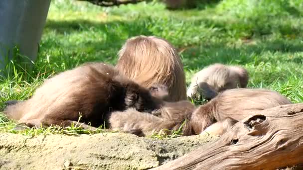 Family of monkeys playing — Stock Video