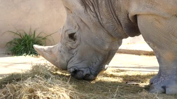 Носорог ест траву, Ceratotherium Simun — стоковое видео
