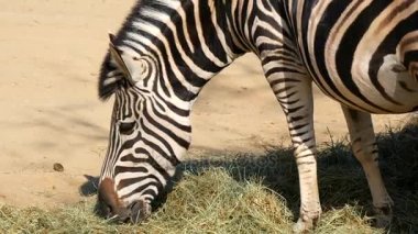 Chapman çim, Equus Burchelli Chapmani yeme Zebra