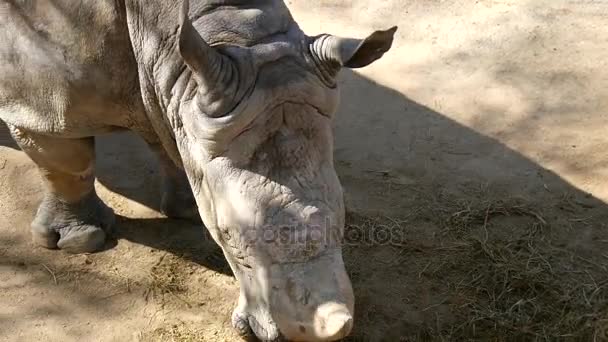 Rhinocéros mangeant de l'herbe, Ceratotherium Simun — Video