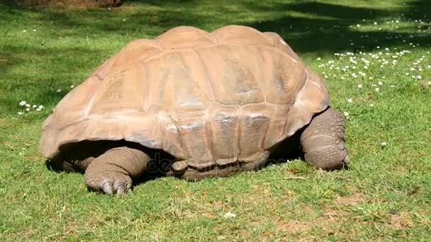 Gigantyczny żółw jedzenie trawy, Aldabra żółw olbrzymi — Wideo stockowe