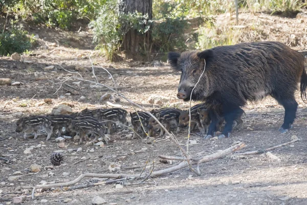 Banyak babi hutan muda di sekitar ibunya di Cazorla, Jaen, Spanyol — Stok Foto