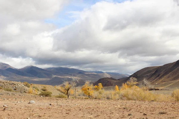 República Rusa Sur Siberia Los Pies Las Montañas Altai —  Fotos de Stock