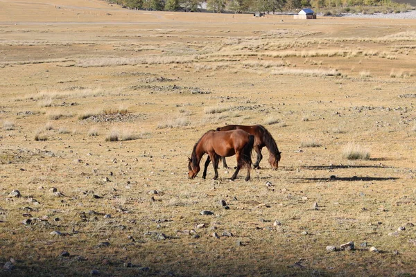 République Russe Dans Sud Sibérie Pied Des Montagnes Altaï — Photo