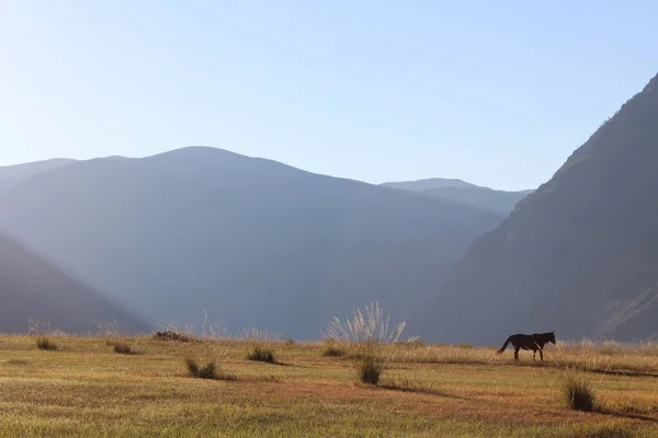 Altay Dağları'nın eteklerinde Güney Sibirya'da Rus Cumhuriyeti