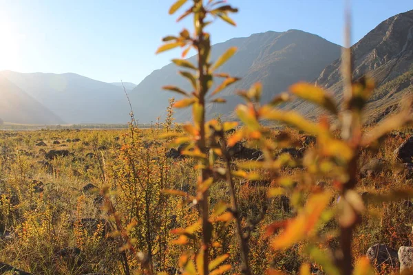 República Russa Sul Sibéria Aos Pés Das Montanhas Altai — Fotografia de Stock