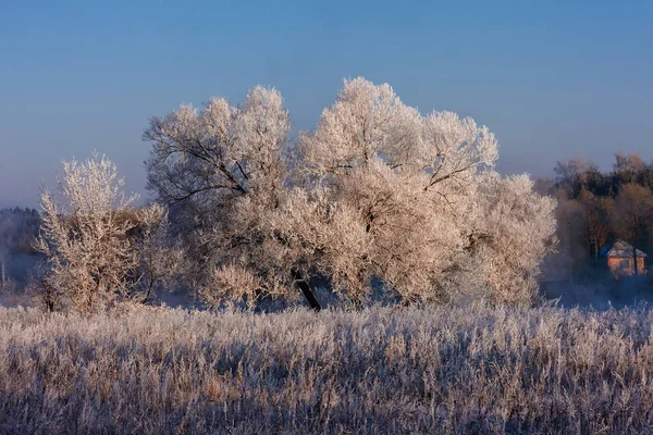 Arbres congelés par une journée ensoleillée d'hiver — Photo