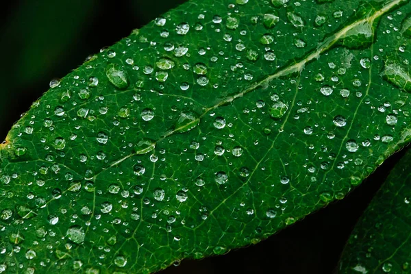 Olgun ve sulu hanımeli meyveleri ve yeşil yapraklar üzerinde su veya yağmur damlaları yakın