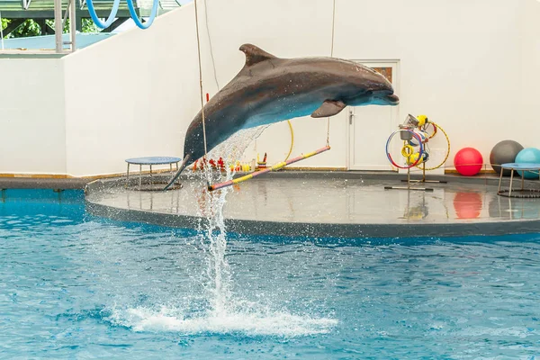 Yunus bir çember atlama