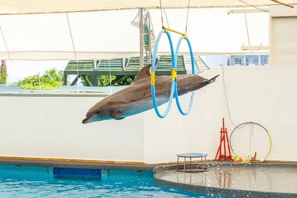 Yunus bir çember atlama