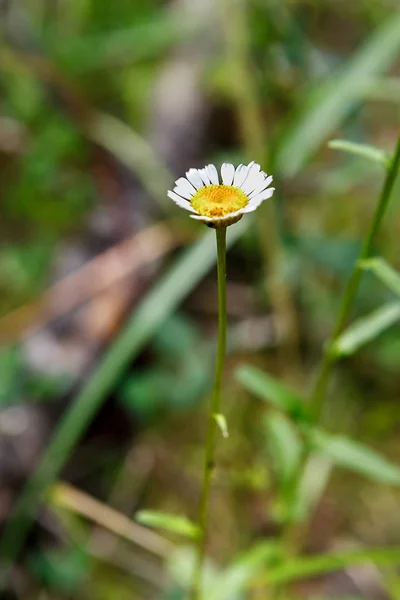 Heřmánkem close-up na rozostřeného pozadí — Stock fotografie