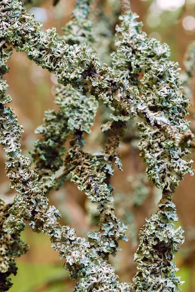 Lichen sur branches d'arbres gros plan sur fond flou — Photo