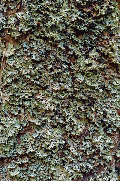 Bu bağırmak ve yosun