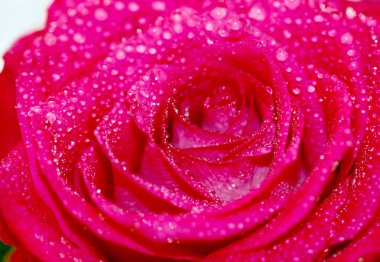 Koyu kırmızı gül çiy damlaları, tasarım için arka plan ile yakın çekim