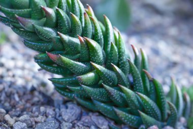 aloe Vera, yakın plan, aloe Vera kozmetik malzemeleri için, aloe Vera, aloe Vera bitki, alternatif tıp, arka plan, sevimli, kapalı yapraklar, yakın plan, renk, renkli, kozmetik, egzotik, flora, bahçe, yeşil, aloe vera tarlası, yaprak makro, doğal, doğal, doğal 