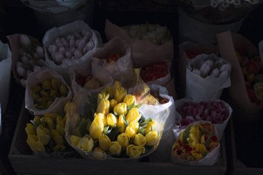 Lale güneş altında