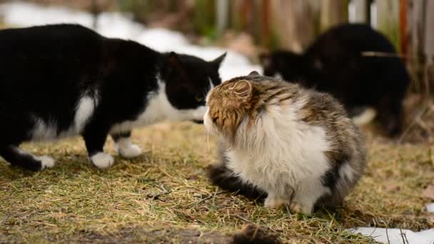 Obdachlose hungrige Katzen, die auf dem Gras im Dorf sitzen. Tiere — Stockvideo