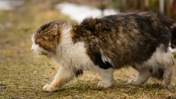 Bezdomovec Hladová kočka sedí na trávě ve vesnici. Zvířata. — Stock video
