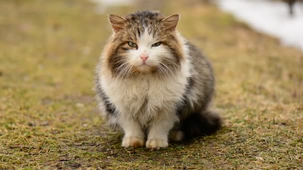 Chat sans abri affamé assis sur l'herbe dans le village. Animaux .