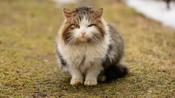 Obdachlose hungrige Katze sitzt auf dem Gras im Dorf. Tiere. — Stockvideo