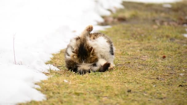 Dakloze hongerige kat, zittend op het gras in het dorp. Dieren. — Stockvideo