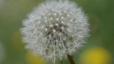 Karahindiba Rüzgar yaz alan