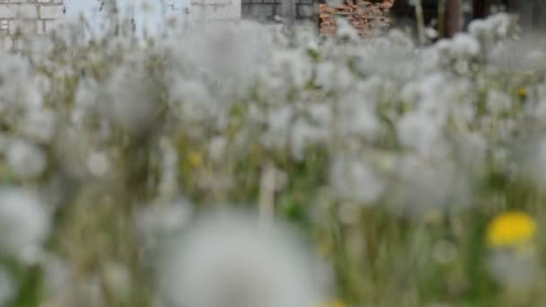 Diente de león en un campo de verano en el viento — Vídeo de stock