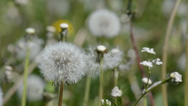 Diente de león en un campo de verano en el viento — Vídeo de stock