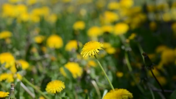 Yellow dandelion on a summer field in the wind — Stock Video