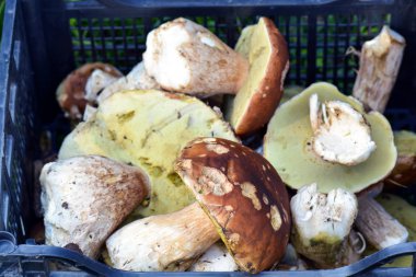 Orman çok bir kutu içinde mantar. Porcini