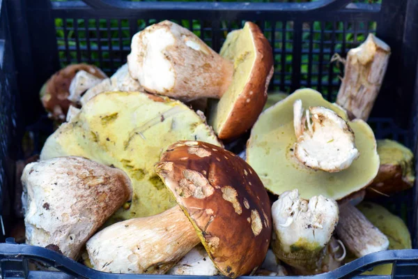 Orman çok bir kutu içinde mantar. Porcini