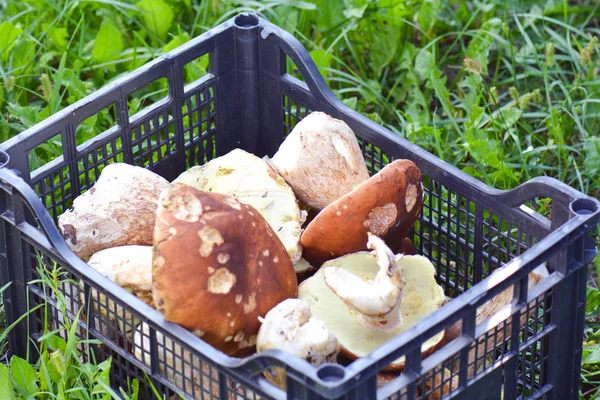 Orman çok bir kutu içinde mantar. Porcini