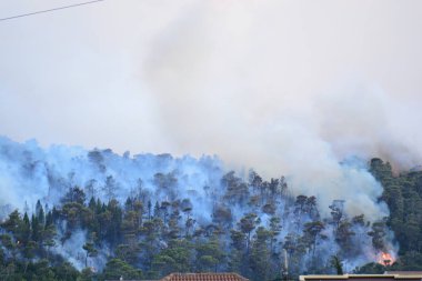 Orman yangını. Orman yangını, kirlilik ve çok fazla duman sonra yanmış ağaçlar