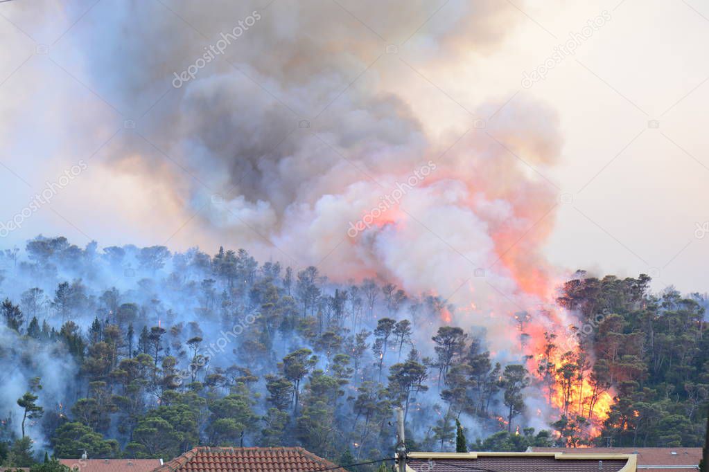 Forest fire. Burned trees after wildfire, pollution and a lot of smoke