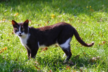 Siyah ve beyaz kedi köyün çimenlerin üzerinde