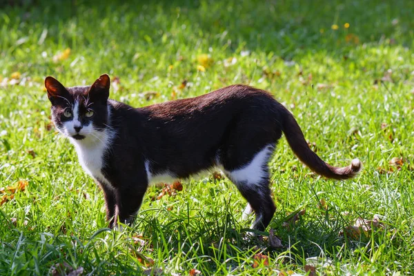Siyah ve beyaz kedi köyün çimenlerin üzerinde