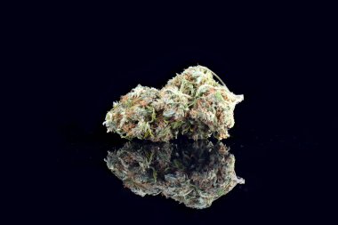 Siyah arka plan üzerine izole tıbbi esrar bud. Tedavi ve tıbbi esrar otu yansıması ile yakın çekim