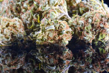 büyük bud esrar uyuşturucu, yakın çekim, tıbbi esrar, ot yüksek çözünürlüklü