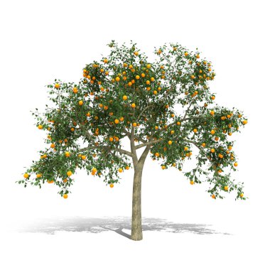 Portakal ağacı 3d render