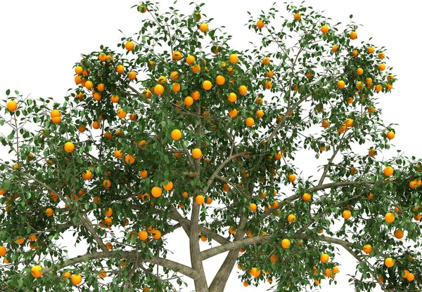 Arbre orange rendu 3d — Photo