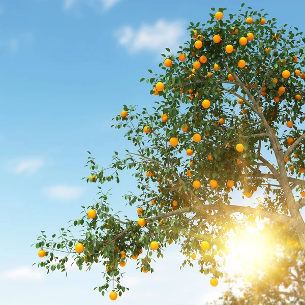 Rendering albero arancio 3d — Foto Stock