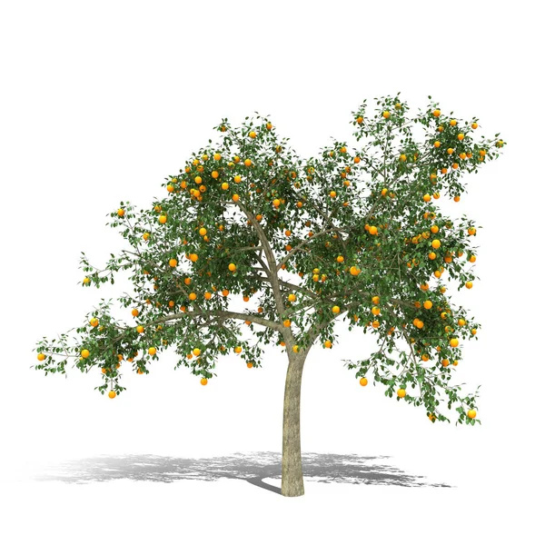 Portakal ağacı 3d render — Stok fotoğraf