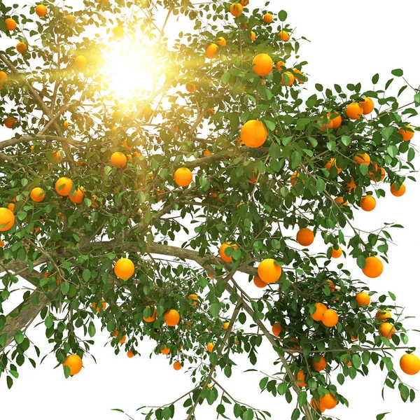 Arbre orange rendu 3d — Photo