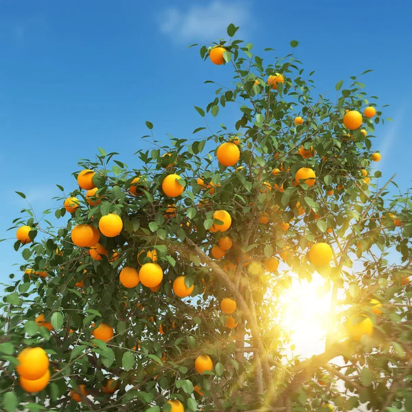 Πορτοκαλί δέντρο 3d rendering — Φωτογραφία Αρχείου