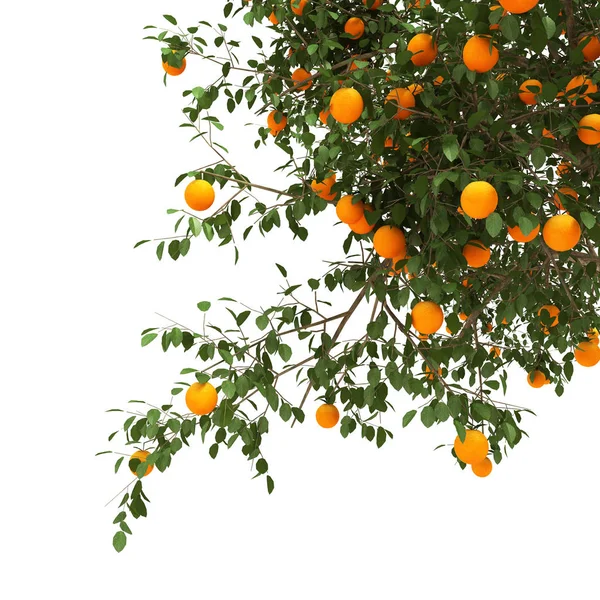 Orangenbaum 3D-Rendering — Stockfoto