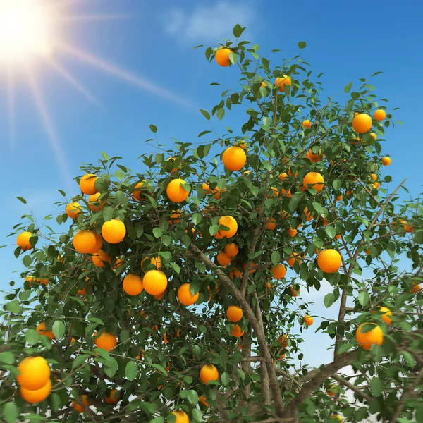 Oranje boom 3D-rendering — Stockfoto