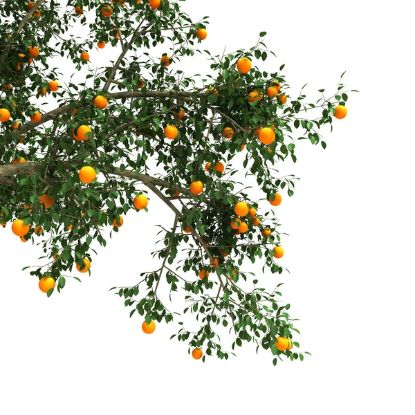 Arbre orange rendu 3d — Photo