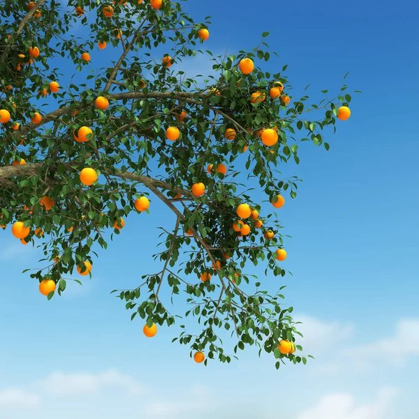 Pomarańczowe drzewa 3d renderowania — Zdjęcie stockowe