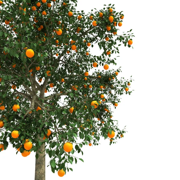 Помаранчеве дерево 3d візуалізація — стокове фото